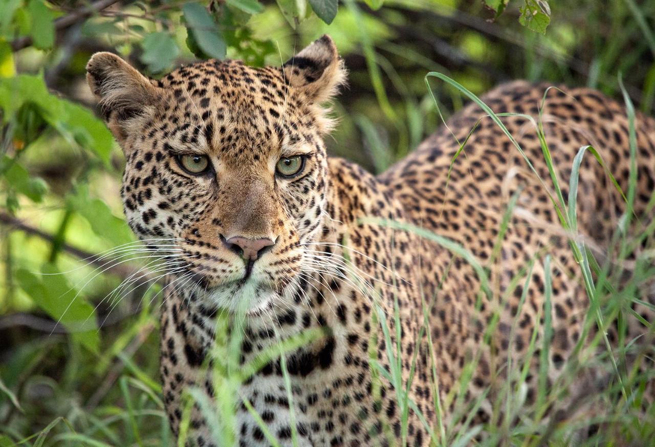 Karongwe Game Reserve Karongwe Portfolio - Becks Safari Lodge מראה חיצוני תמונה