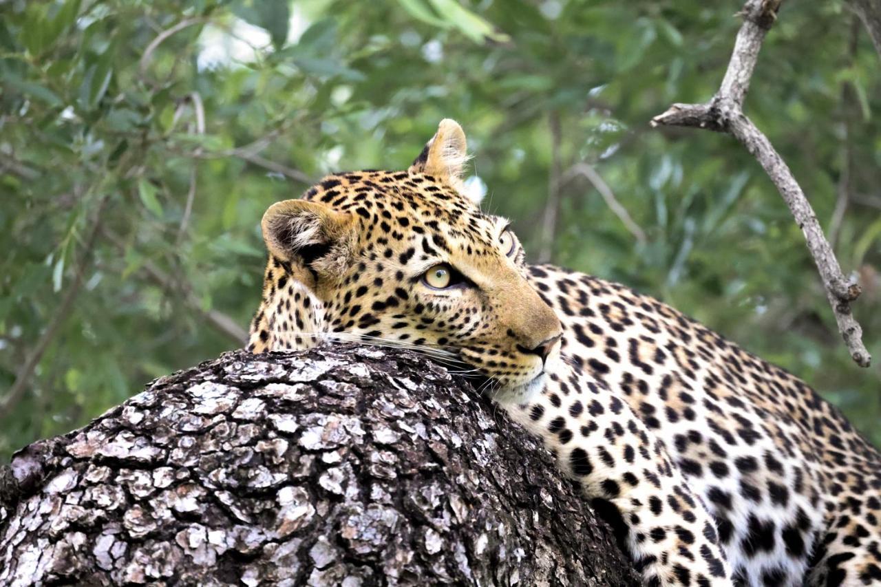 Karongwe Game Reserve Karongwe Portfolio - Becks Safari Lodge מראה חיצוני תמונה