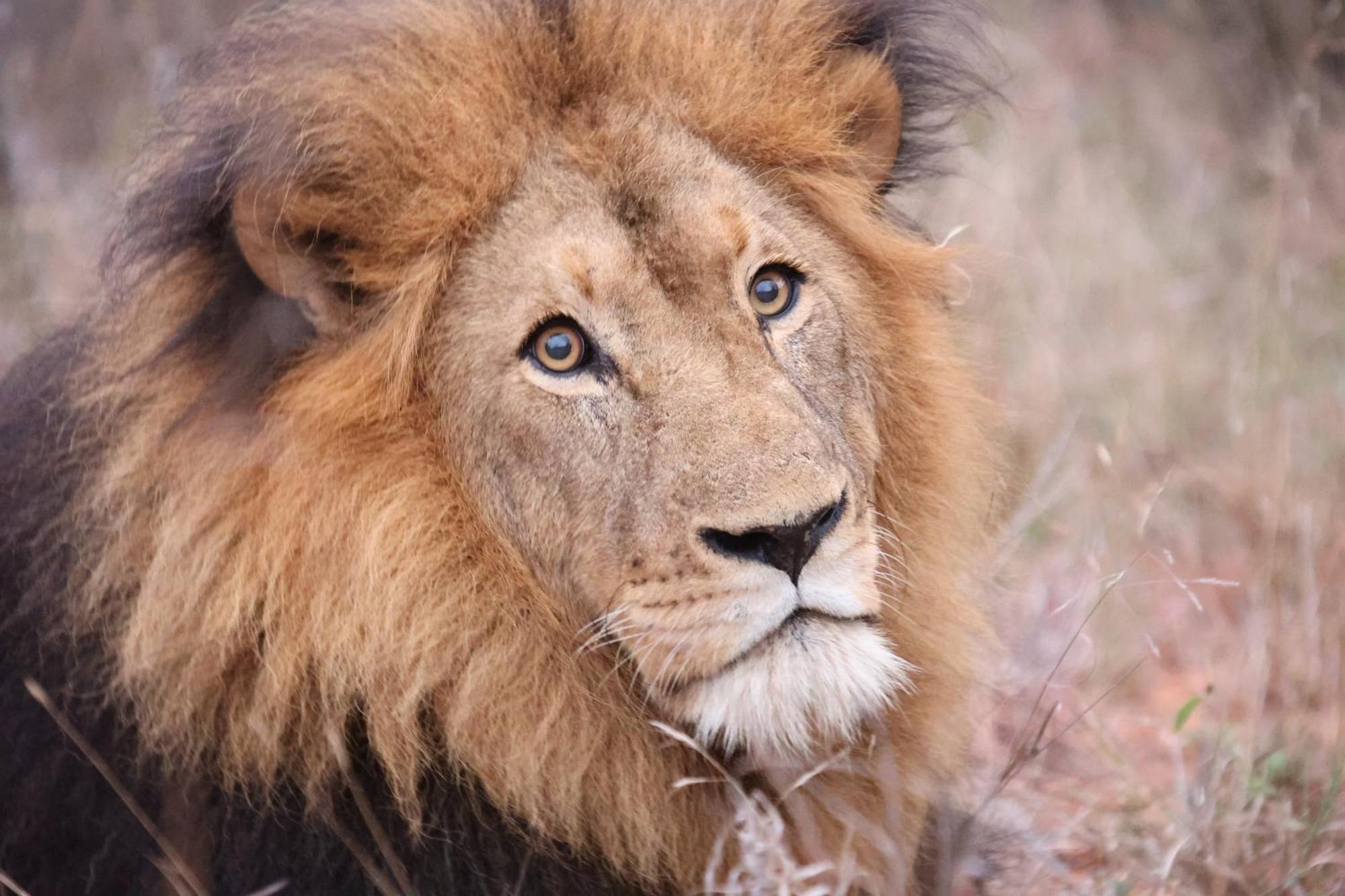 Karongwe Game Reserve Karongwe Portfolio - Becks Safari Lodge מראה חיצוני תמונה