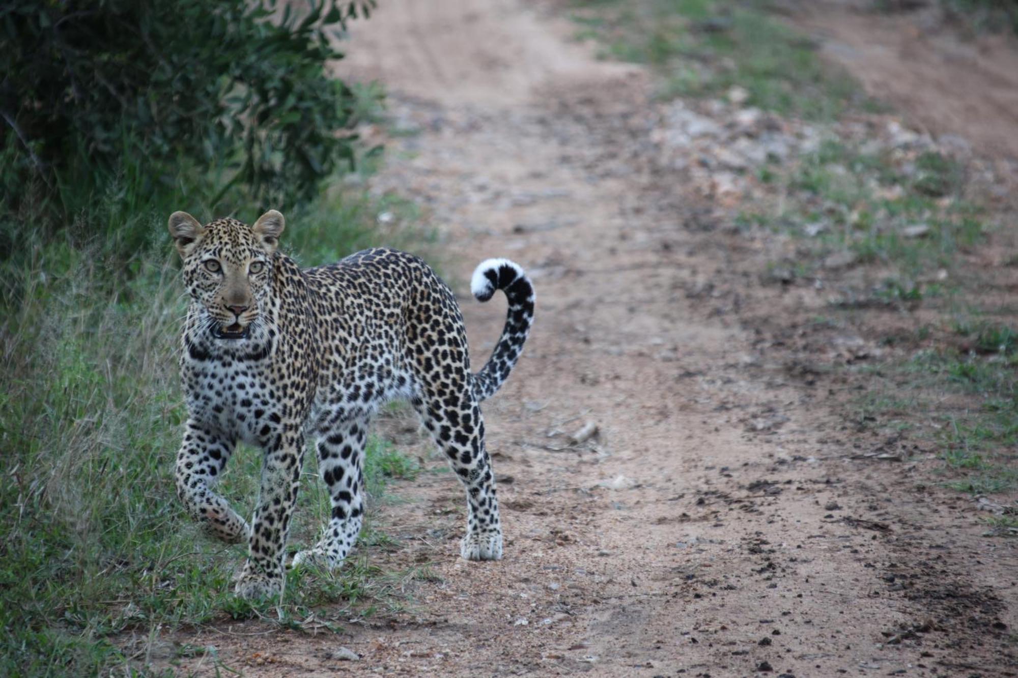 Karongwe Game Reserve Karongwe Portfolio - Becks Safari Lodge מראה חיצוני תמונה