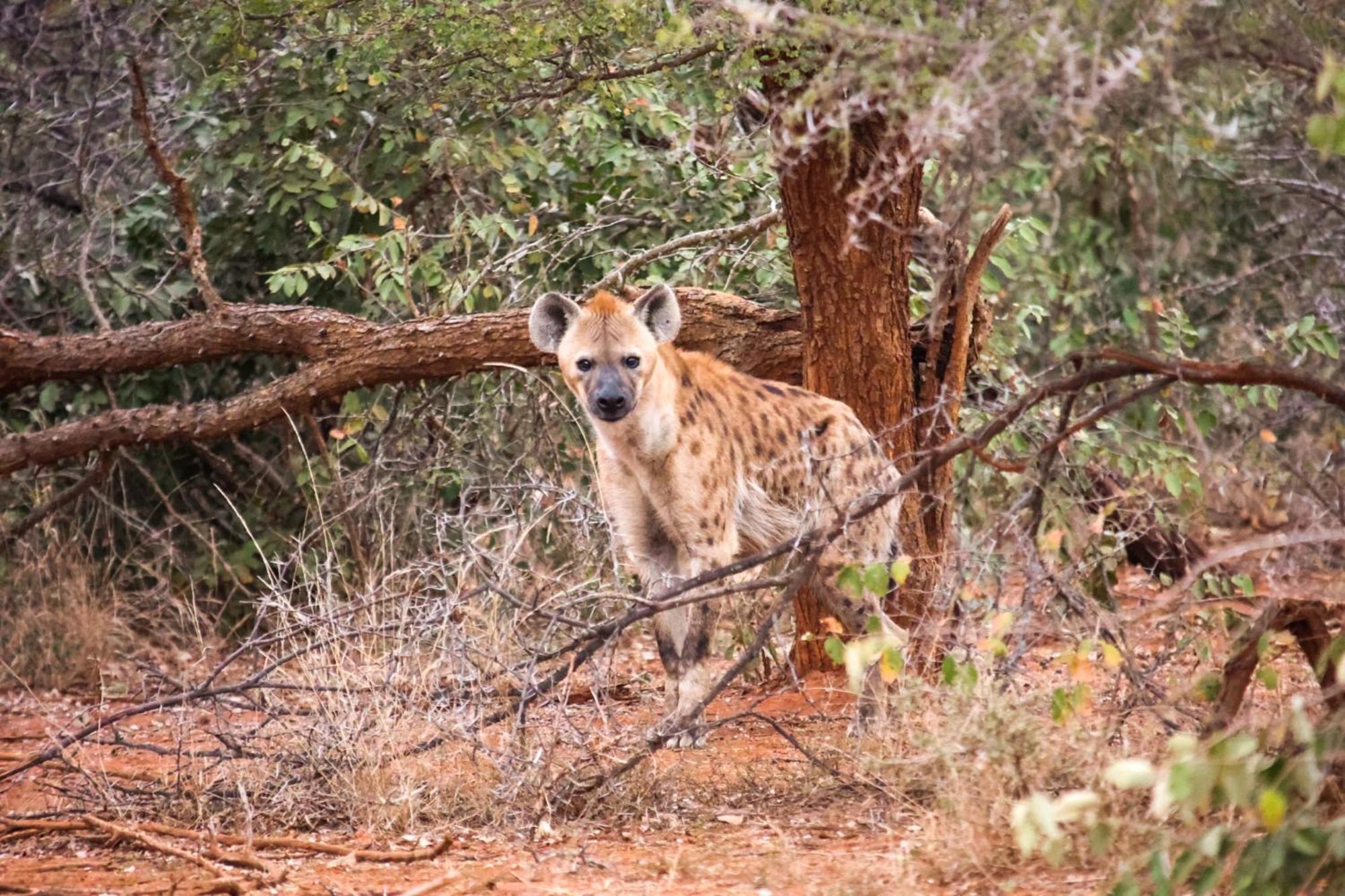 Karongwe Game Reserve Karongwe Portfolio - Becks Safari Lodge מראה חיצוני תמונה