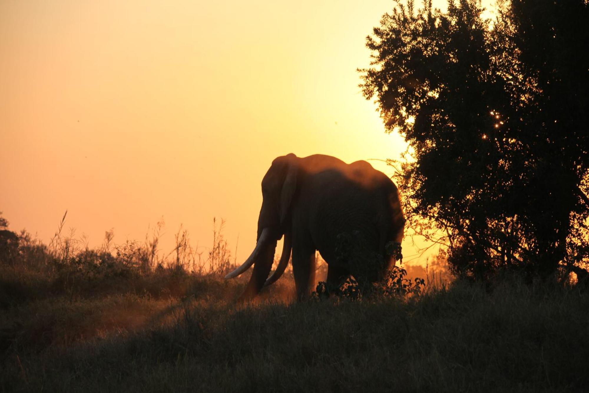 Karongwe Game Reserve Karongwe Portfolio - Becks Safari Lodge מראה חיצוני תמונה