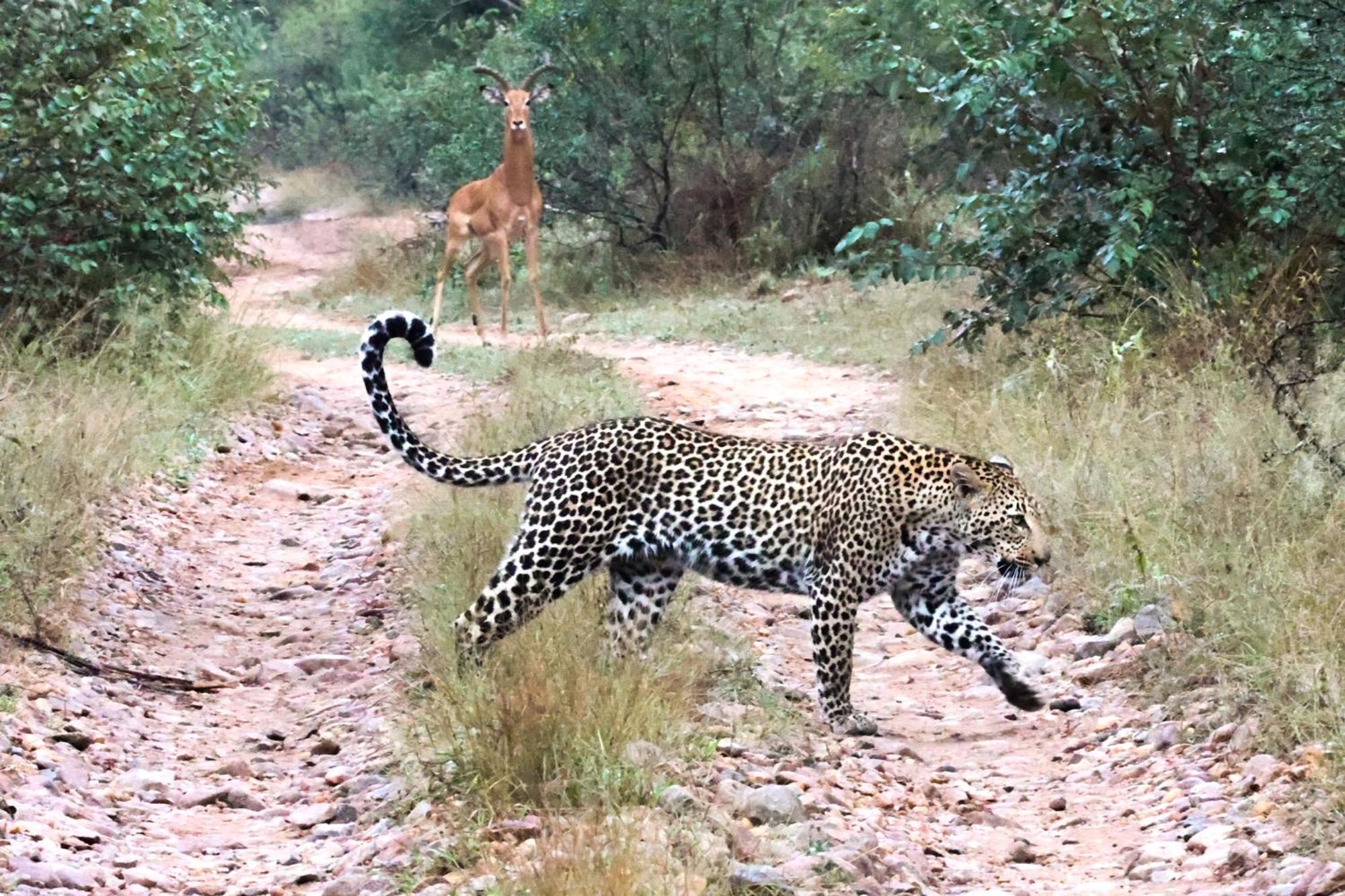 Karongwe Game Reserve Karongwe Portfolio - Becks Safari Lodge מראה חיצוני תמונה