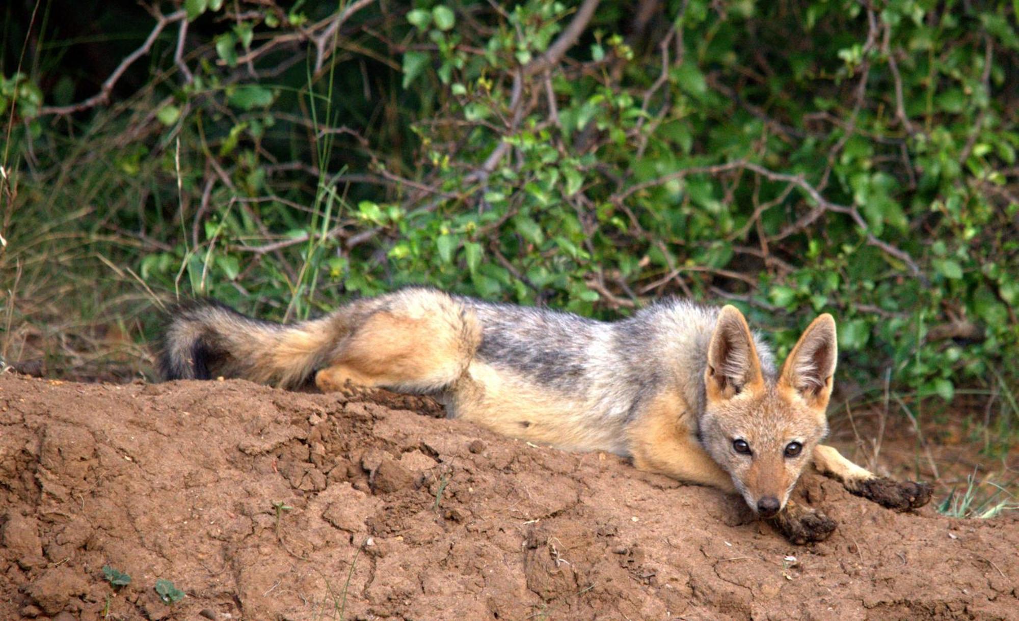 Karongwe Game Reserve Karongwe Portfolio - Becks Safari Lodge מראה חיצוני תמונה