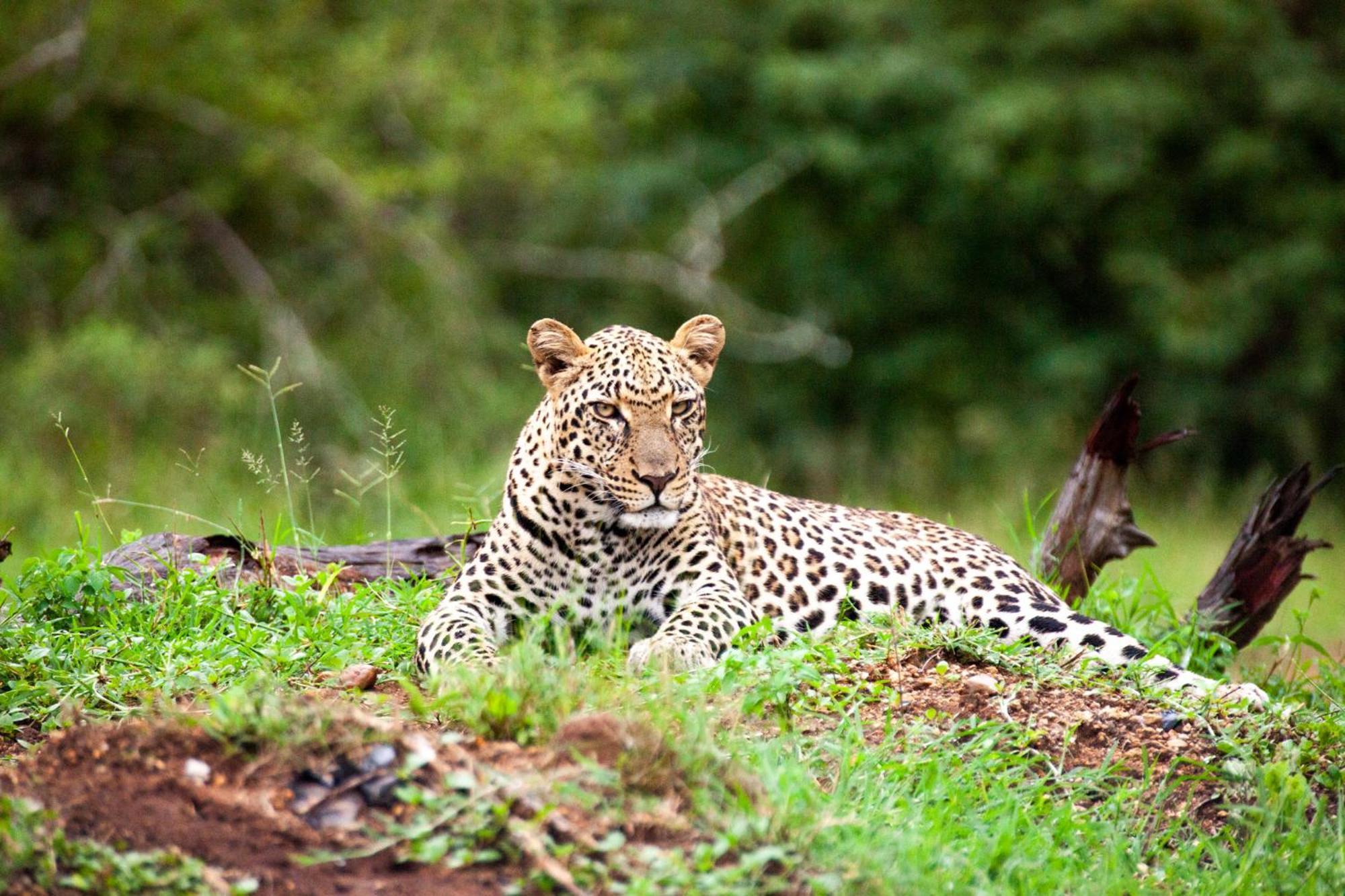 Karongwe Game Reserve Karongwe Portfolio - Becks Safari Lodge מראה חיצוני תמונה