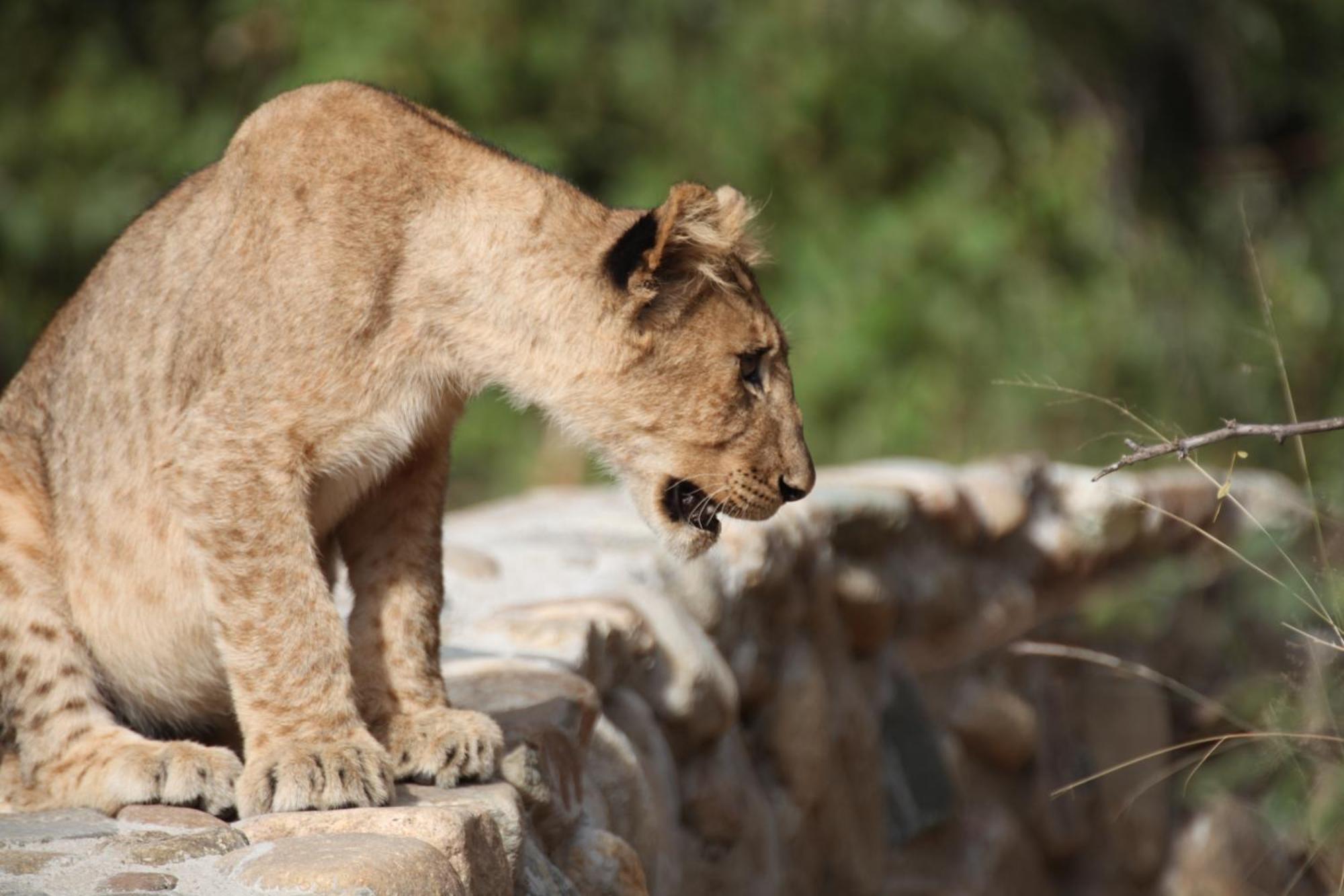 Karongwe Game Reserve Karongwe Portfolio - Becks Safari Lodge מראה חיצוני תמונה