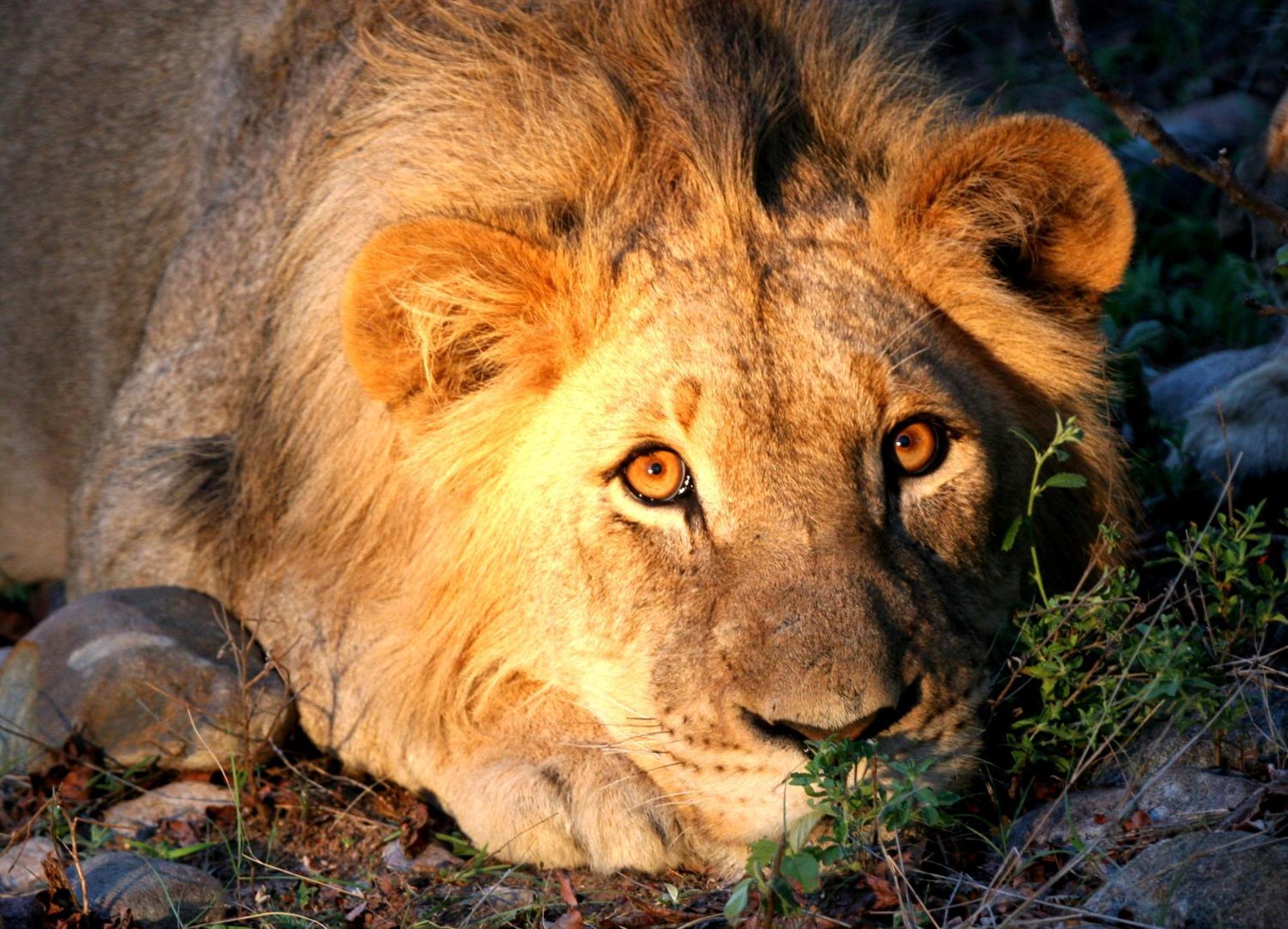 Karongwe Game Reserve Karongwe Portfolio - Becks Safari Lodge מראה חיצוני תמונה