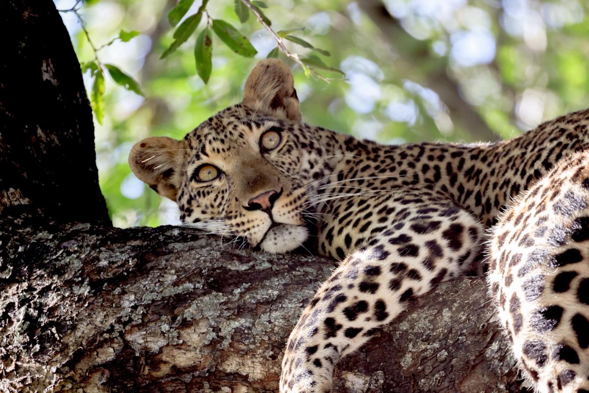 Karongwe Game Reserve Karongwe Portfolio - Becks Safari Lodge מראה חיצוני תמונה