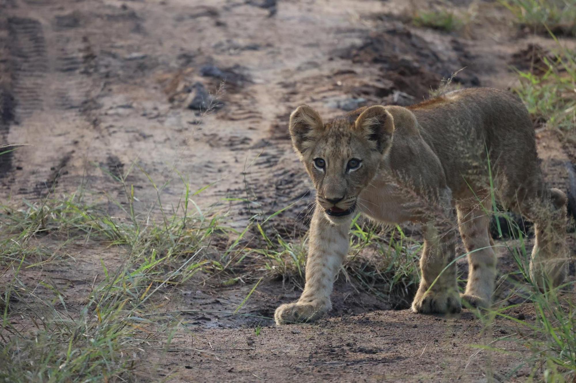 Karongwe Game Reserve Karongwe Portfolio - Becks Safari Lodge מראה חיצוני תמונה