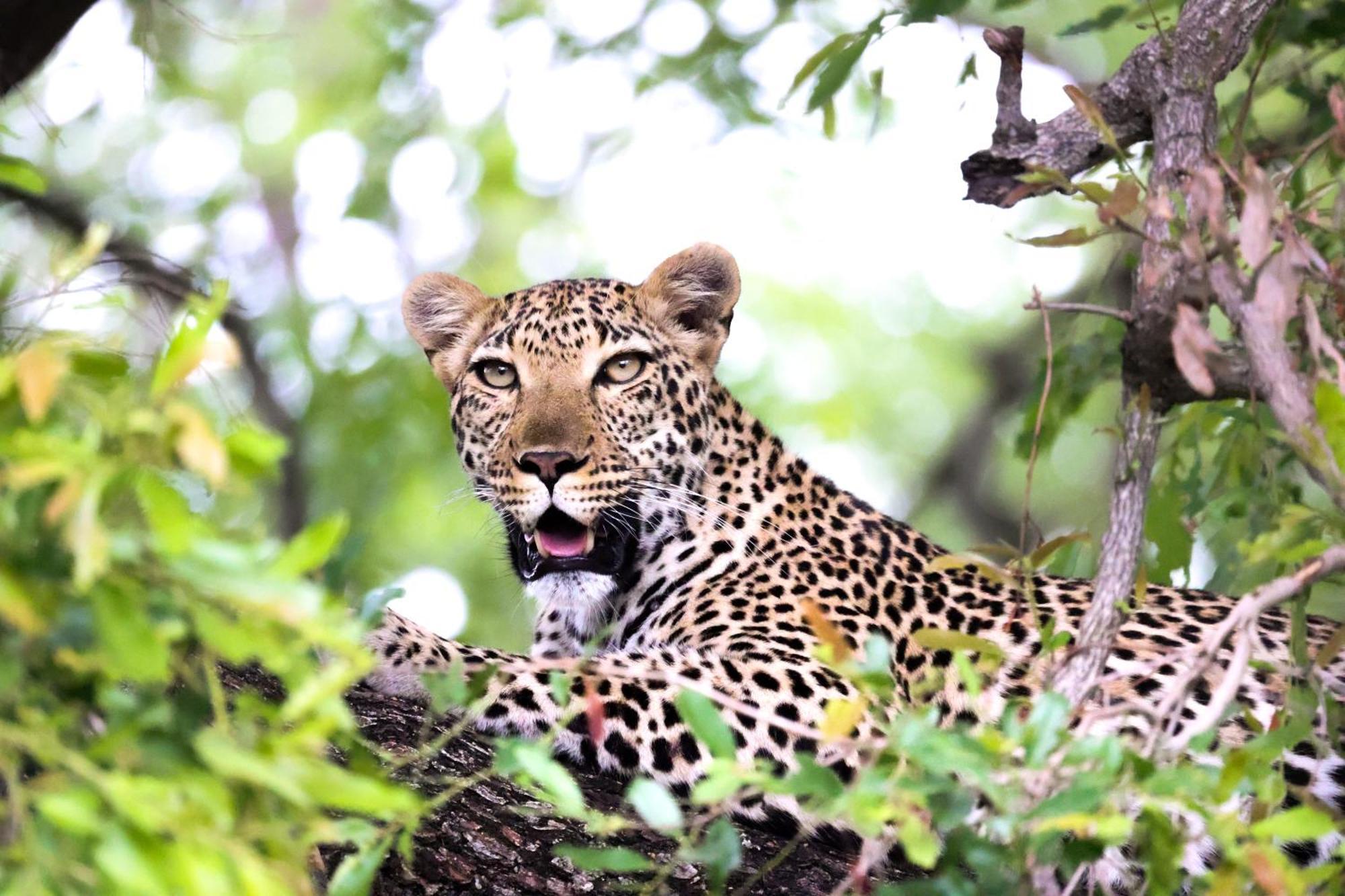 Karongwe Game Reserve Karongwe Portfolio - Becks Safari Lodge מראה חיצוני תמונה