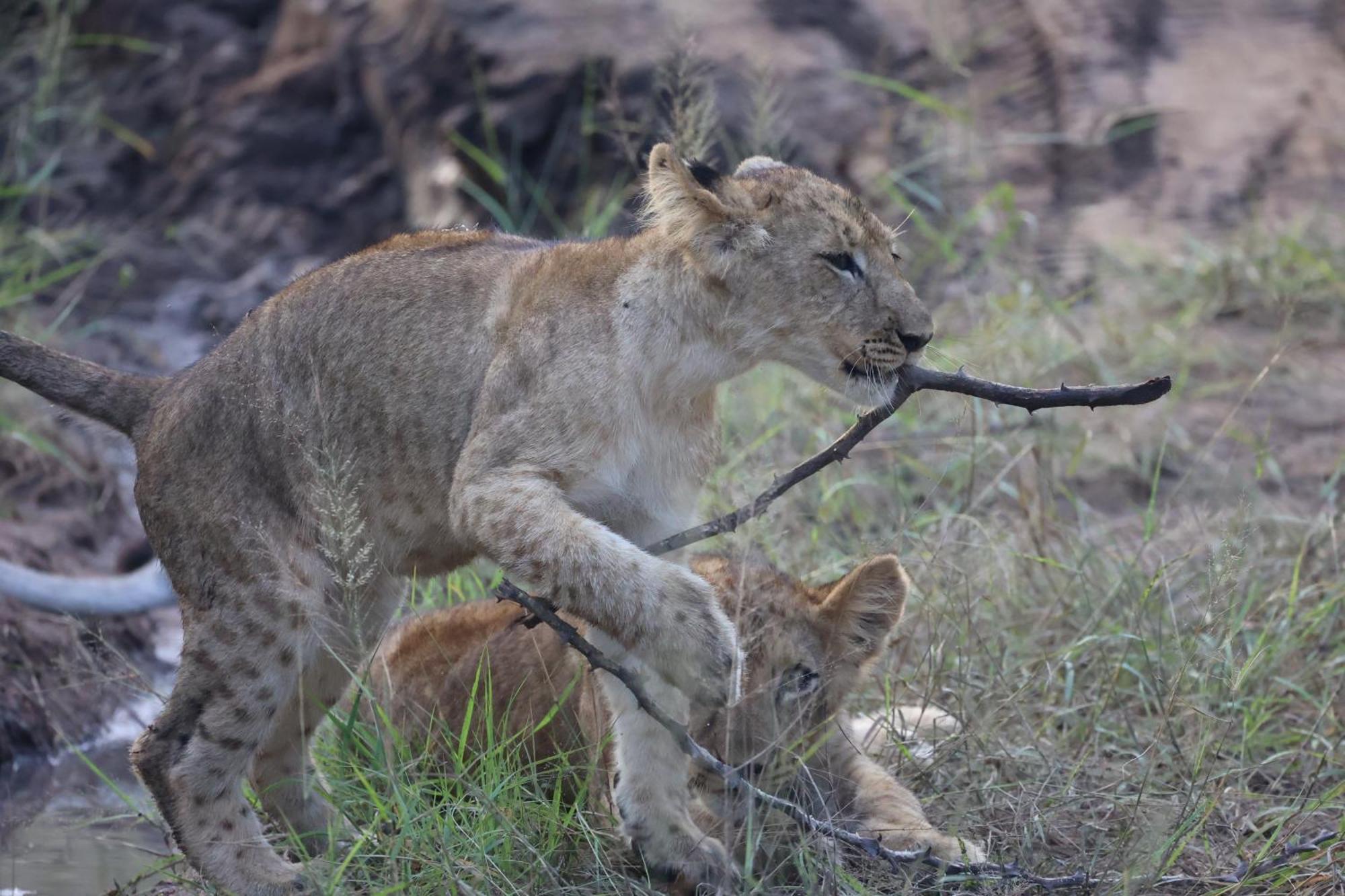 Karongwe Game Reserve Karongwe Portfolio - Becks Safari Lodge מראה חיצוני תמונה