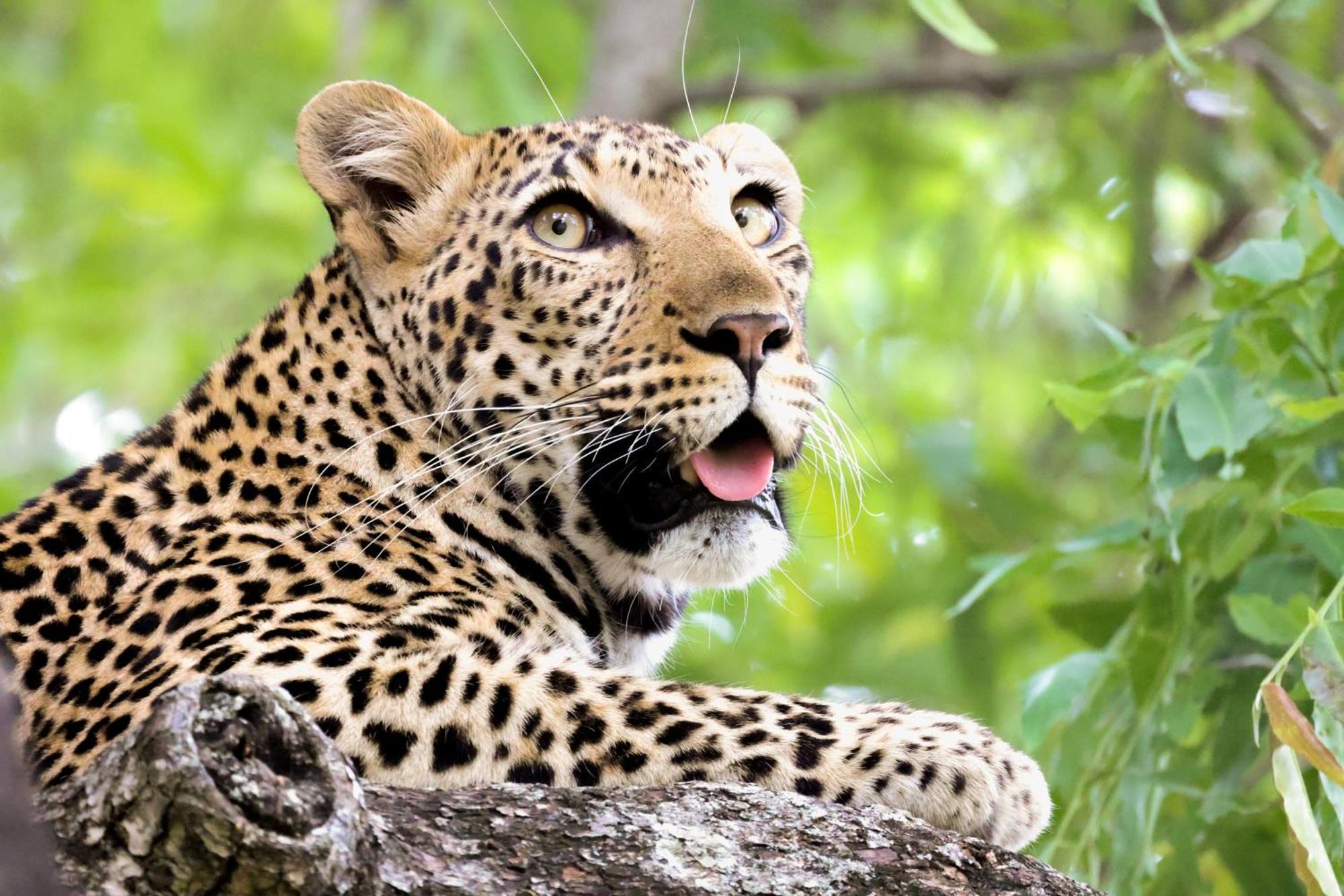 Karongwe Game Reserve Karongwe Portfolio - Becks Safari Lodge מראה חיצוני תמונה